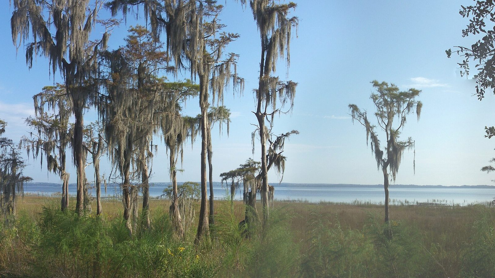 Moss-draped cypress trees on the shore of Lake Louisa, the largest lake in the Clermont Chain of Lakes