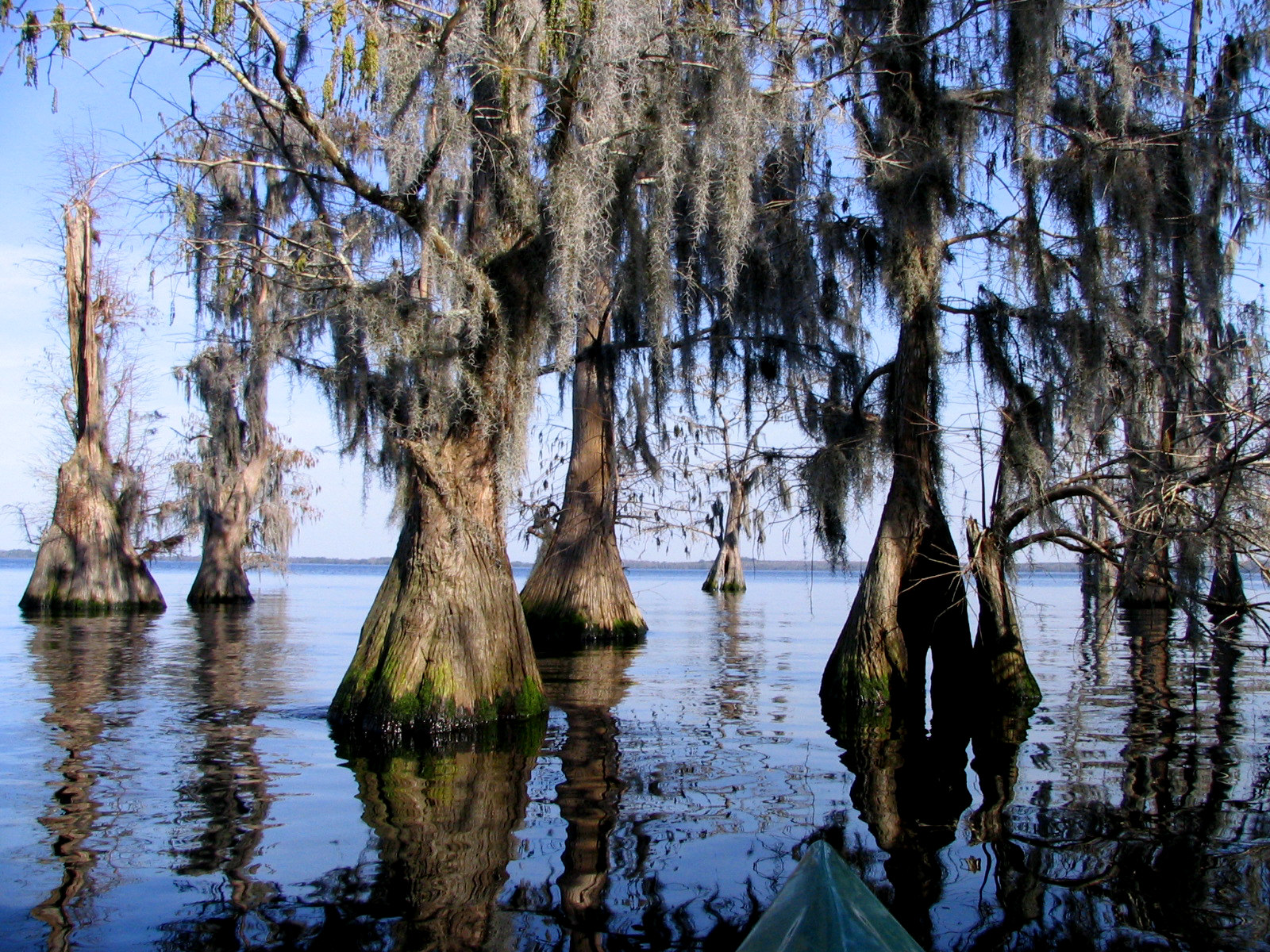 Cypress trees standing in the tea-colored water of Lake Louisa on the Clermont Chain of Lakes